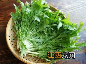 涼拌苦菊怎麽去苦味-苦菊的味道是苦的嗎