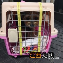 宠物飞机托运很痛苦吗-机场办理宠物托运流程