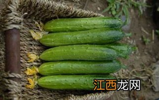 黄瓜为什么有苦味-解决黄瓜苦味的方法有哪些