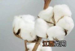 拔牙止血棉能一直放里面吗-拔牙止血棉花在肉里可以不取吗