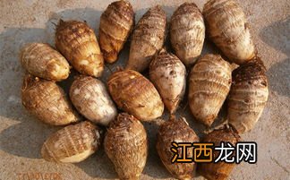 芋头发芽有毒吗-芋头发芽可以种芋头吗