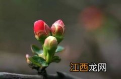 2022年结婚最好在立春前还是在立春后-立春前后可不可以结婚