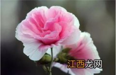 芙蓉花用什么土栽培好-养芙蓉花哪些是要注意的