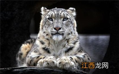 世界动物国宝排名：第一名是大熊猫