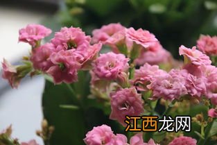 长寿花花期有多长-长寿花怎样养护才能一年四季都开花