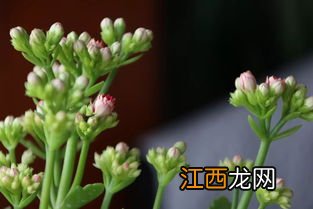 长寿花花期有多长-长寿花怎样养护才能一年四季都开花