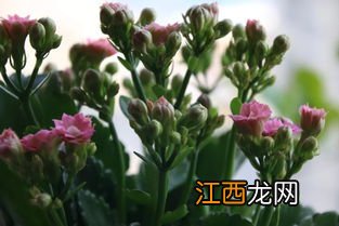 长寿花花期有多长-长寿花怎样养护才能一年四季都开花