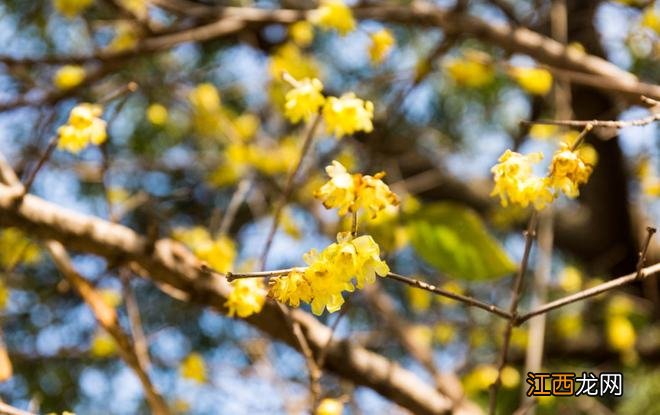 2022年的第一场花事，走，赏梅去！