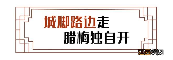 2022年的第一场花事,走,赏梅去!