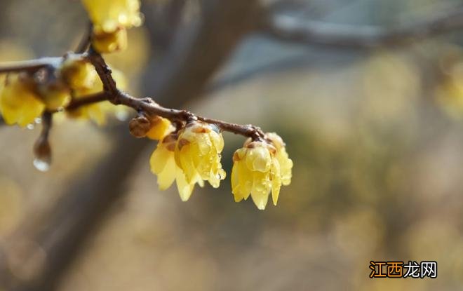 2022年的第一场花事,走,赏梅去!