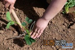 草莓从下苗到开花需要多久-草莓苗种植方法是什么