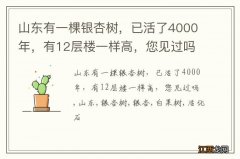 山东有一棵银杏树，已活了4000年，有12层楼一样高，您见过吗