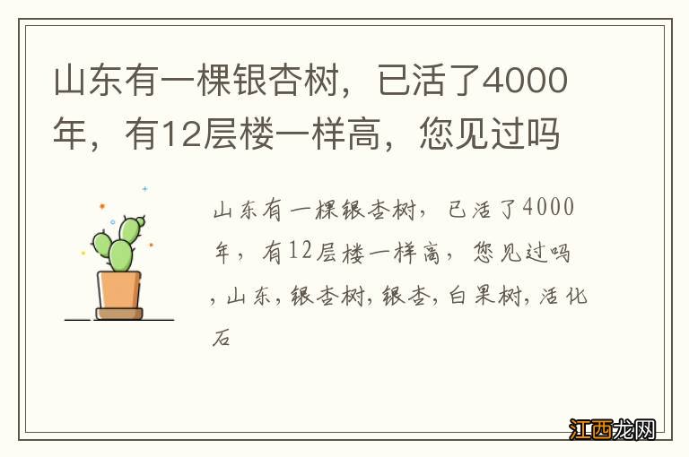 山东有一棵银杏树，已活了4000年，有12层楼一样高，您见过吗