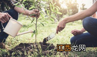 能辟邪的花草 养什么花草可以辟邪保平安