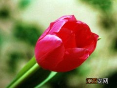 郁金香好养活吗-郁金香花谢后怎么处理