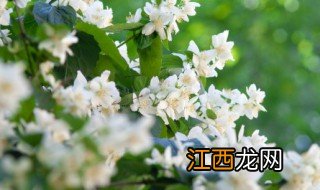 茉莉花冬天养殖方法 茉莉花冬天的养殖注意事项