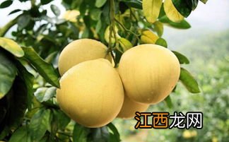 红柚含叶酸多还是普通柚子含的多-哪种柚子叶酸高