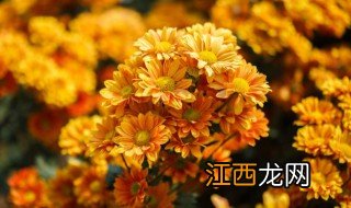 菊花冬天养殖注意什么呢 菊花冬天养殖注意什么