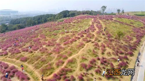 二妃山粉黛乱子草在哪里怎么走-二妃山粉黛乱子草在东苑还是西苑