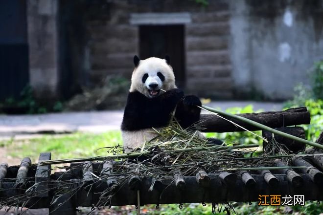 冰墩墩的原型！重庆动物园看冰墩墩“重庆分墩”