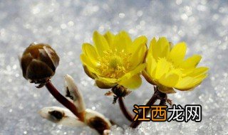 冰凌花的功效与作用对皮肤的作用 冰凌花的功效与作用