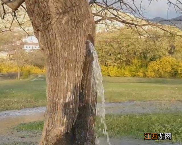 全球唯一能“喷水”古树,几十年从未停止,今终于揭开谜底