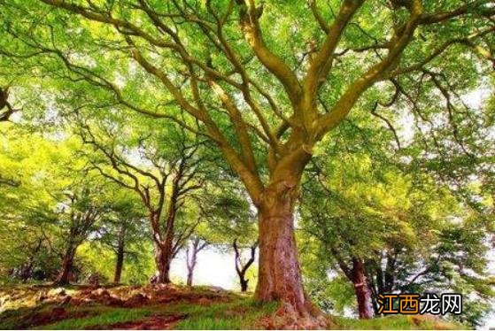 全球唯一能“喷水”古树,几十年从未停止,今终于揭开谜底