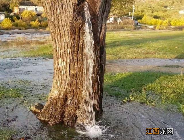 全球唯一能“喷水”古树,几十年从未停止,今终于揭开谜底