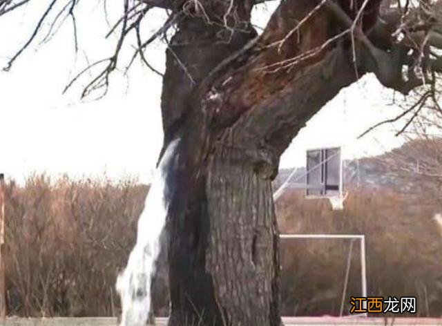 全球唯一能“喷水”古树,几十年从未停止,今终于揭开谜底