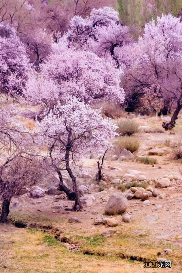 全国赏花推荐!这些赏花胜地将刷爆朋友圈,第一个就让你惊艳!