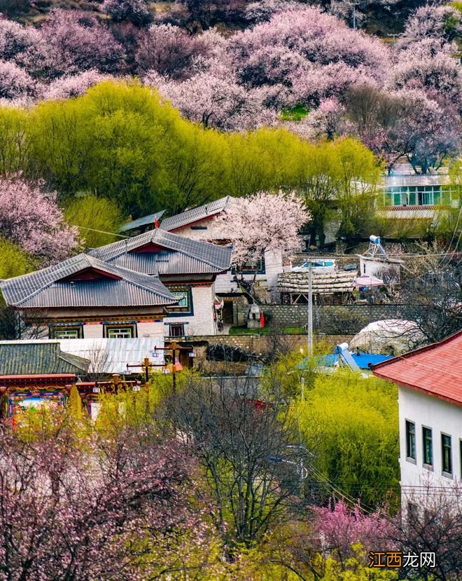 全国赏花推荐!这些赏花胜地将刷爆朋友圈,第一个就让你惊艳!