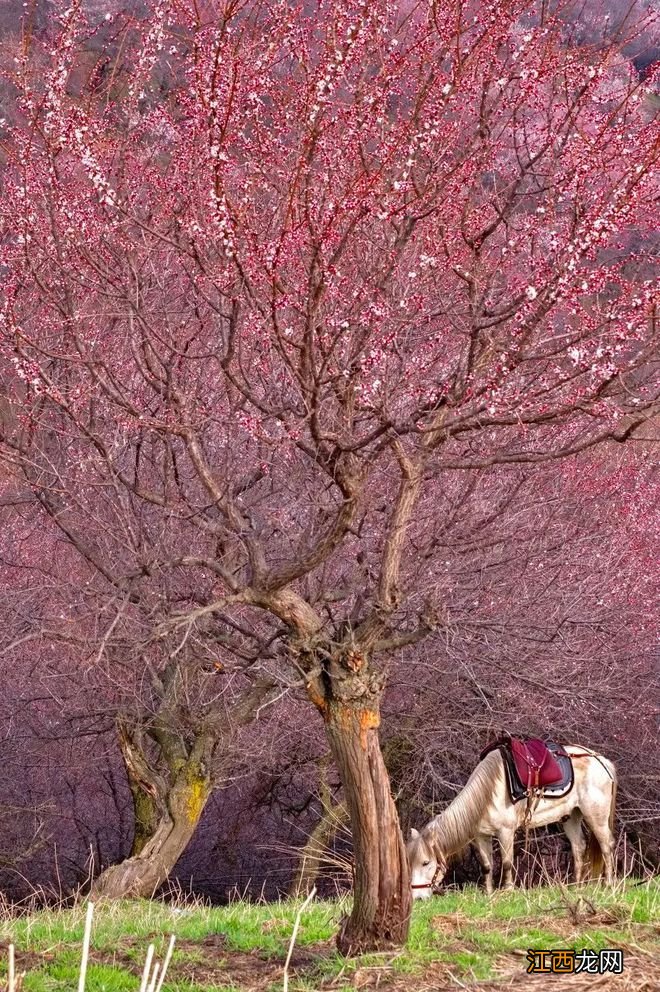 全国赏花推荐!这些赏花胜地将刷爆朋友圈,第一个就让你惊艳!