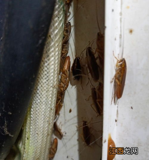 蟑螂胶饵会不会引来更多-蟑螂胶饵会挥发吗