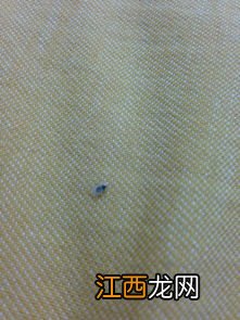 床单上的黑点是被压死的虫子吗-床单被套上总有黑色的小点点怎么清洗