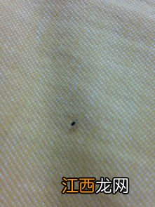 床单上的黑点是被压死的虫子吗-床单被套上总有黑色的小点点怎么清洗