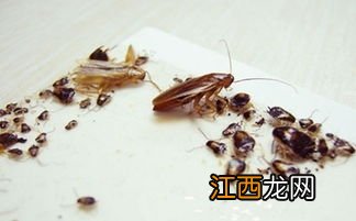 杀蟑胶饵多长时间清理-蟑螂胶饵杀死的蟑螂要清除吗