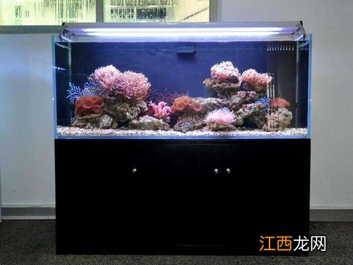 亚克力鱼缸好还是玻璃鱼缸好-亚克力鱼缸用什么胶水粘