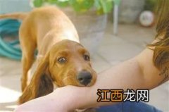 狂犬病人学狗叫是真的吗-我得了狂犬病自愈了真的假的