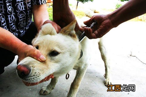 狂犬病人学狗叫是真的吗-我得了狂犬病自愈了真的假的