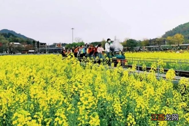 成都千亩油菜花，即将进入最佳观赏期，却很少有人知道