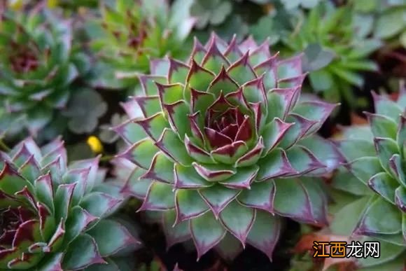 中国最美尼姑庵火了!不烧香只种花,网友惊呼,看一眼就想出家!