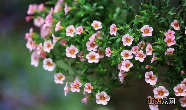 中国最美尼姑庵火了!不烧香只种花,网友惊呼,看一眼就想出家!