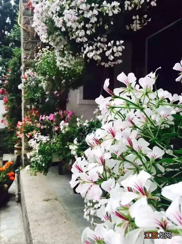 中国最美尼姑庵火了!不烧香只种花,网友惊呼,看一眼就想出家!