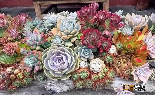 中国最美尼姑庵火了!不烧香只种花,网友惊呼,看一眼就想出家!