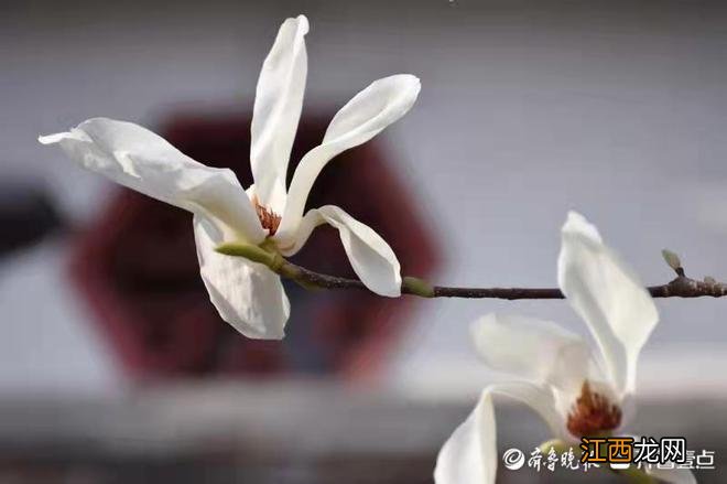 春暖花又开 白雪楼前赏“白雪”