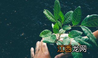 家中养什么植物不好运气好，家里养什么植物运气好