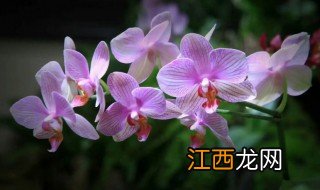 送什么花可以带来好运气 给家里送什么花好运气好