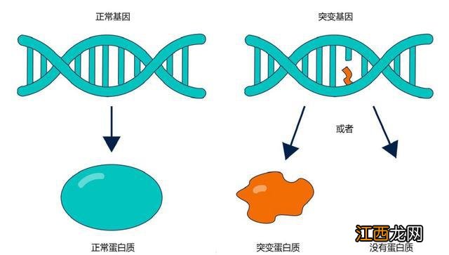 极其罕见：青藏高原冰川中的“黄金神兽”，全球范围内不足300头