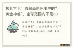 极其罕见：青藏高原冰川中的“黄金神兽”，全球范围内不足300头