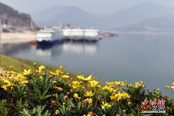 春日限定景色！各地百花绽放